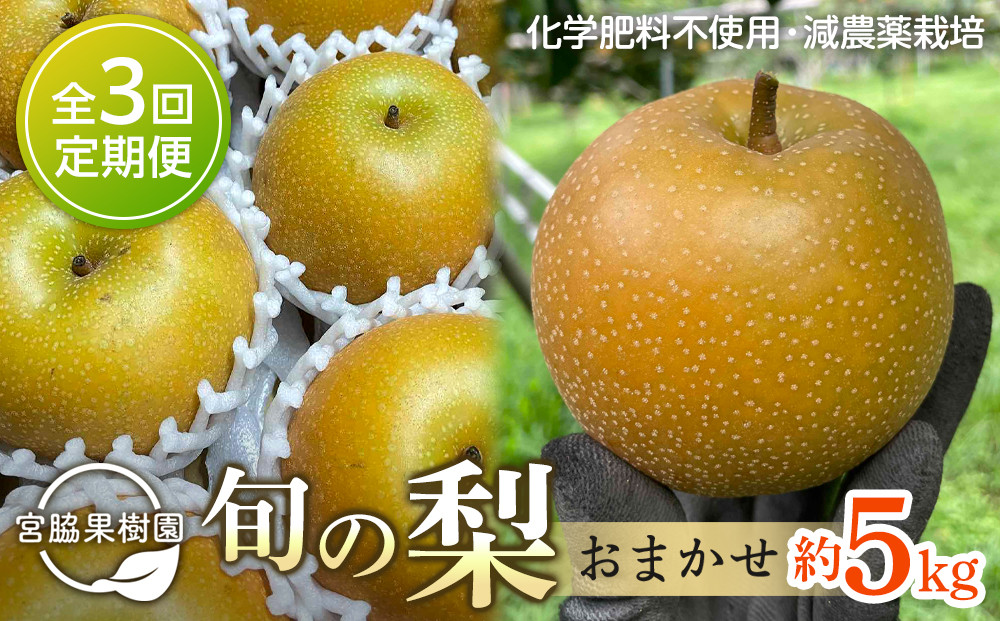 【定期便&nbsp;全3回／2027年8～10月発送】＜旬の梨おまかせ5kg・6-14玉＞×3回（自家製有機肥料・減農薬・化学肥料無使用）【ポイント交換専用】