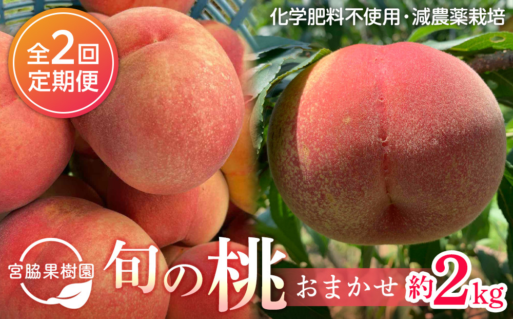 【定期便&nbsp;全2回／2027年8・9月発送】＜旬の桃おまかせ約2kg・6～9玉＞×2回（自家製有機肥料・減農薬・化学肥料無使用）【ポイント交換専用】