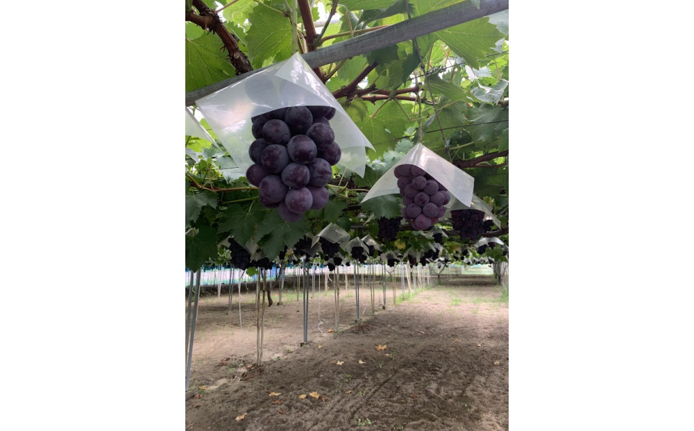高妻&nbsp;約1.2～1.5kg（2房入り）【2026年8月上旬以降発送】