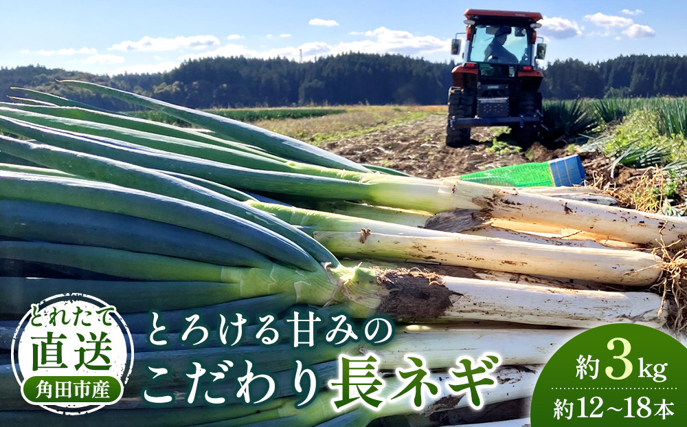 【先行予約】とれたて直送&nbsp;角田市産！とろける甘みの「こだわり長ネギ」&nbsp;約3kg&nbsp;（約12本～18本）【11月上旬以降発送】|&nbsp;新鮮&nbsp;産地直送