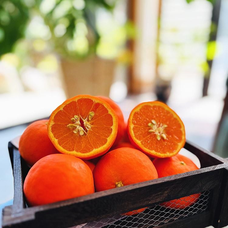 有田育ちの&nbsp;セミノールオレンジ&nbsp;(ご家庭用)&nbsp;約3kg［先行予約・2027年4月～発送］［MS55］