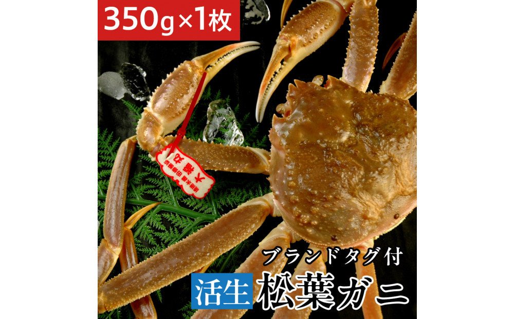 タグ付き&nbsp;活生松葉蟹×1枚（350g前後）【鳥取県&nbsp;境港市】