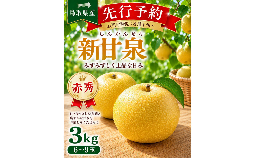 東商果樹園&nbsp;新甘泉(赤秀)3kg(８月下旬から発送）｜国産&nbsp;新甘泉&nbsp;梨&nbsp;国産梨&nbsp;国産新甘泉&nbsp;梨&nbsp;&nbsp;新甘泉&nbsp;鳥取県産新甘泉&nbsp;鳥取県産梨&nbsp;梨先行予約&nbsp;新甘泉先行予約&nbsp;新鮮&nbsp;旬&nbsp;フルーツ&nbsp;果物&nbsp;くだもの&nbsp;和梨&nbsp;新甘泉&nbsp;しんかんせん&nbsp;人気&nbsp;甘い&nbsp;三朝町　送料無料　