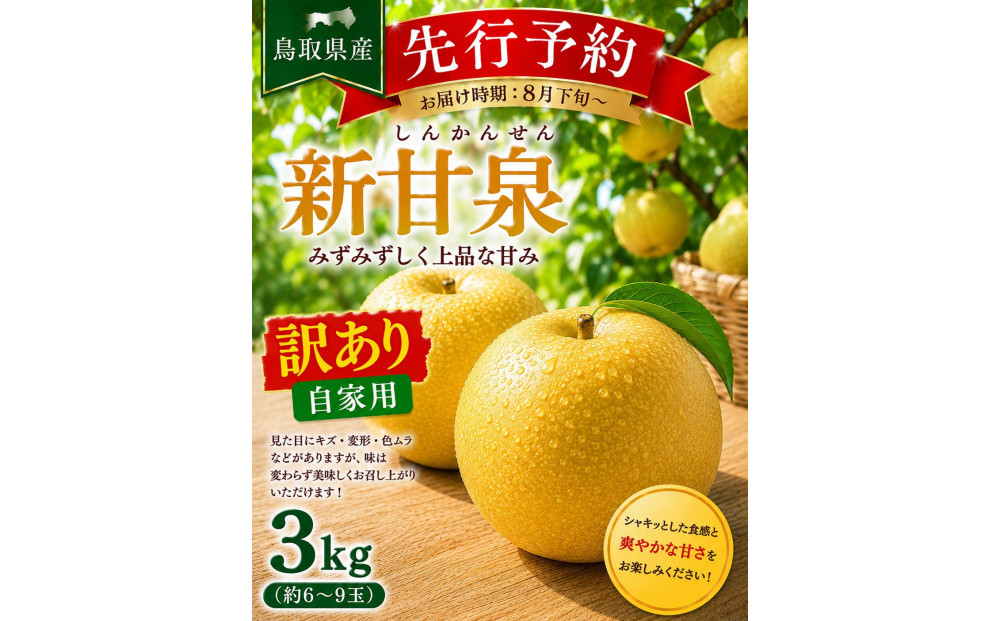 東商果樹園&nbsp;新甘泉(訳あり)3kg(８月下旬から発送）｜国産&nbsp;新甘泉&nbsp;梨&nbsp;国産梨&nbsp;国産新甘泉&nbsp;梨&nbsp;&nbsp;新甘泉&nbsp;鳥取県産新甘泉&nbsp;鳥取県産梨&nbsp;梨先行予約&nbsp;新甘泉先行予約&nbsp;新鮮&nbsp;旬&nbsp;フルーツ&nbsp;果物&nbsp;くだもの&nbsp;和梨&nbsp;新甘泉&nbsp;しんかんせん&nbsp;人気&nbsp;甘い&nbsp;三朝町　送料無料　わけあり　訳あり　家庭用おすすめ