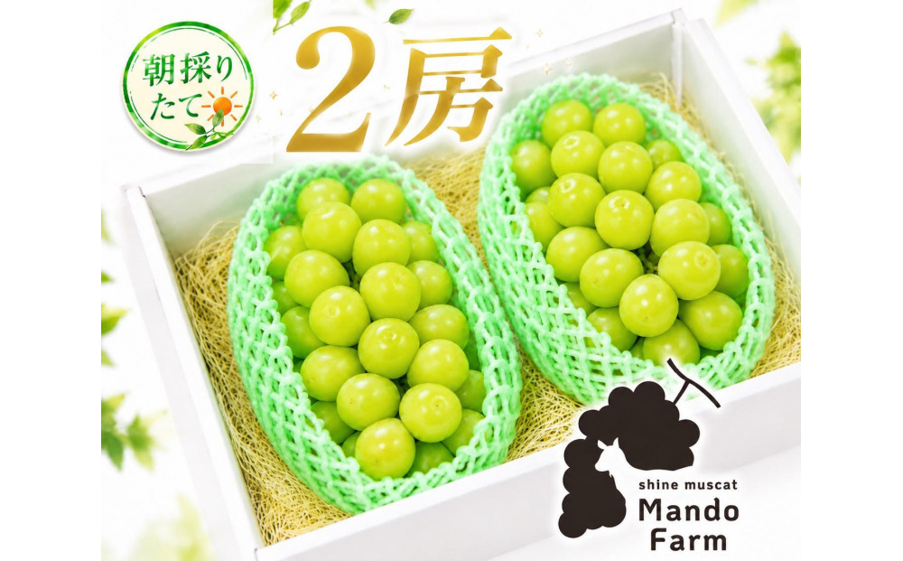 静岡産&nbsp;高糖度シャインマスカット&nbsp;2房（約1kg）【配送不可地域：北海道・沖縄県・一部離島】