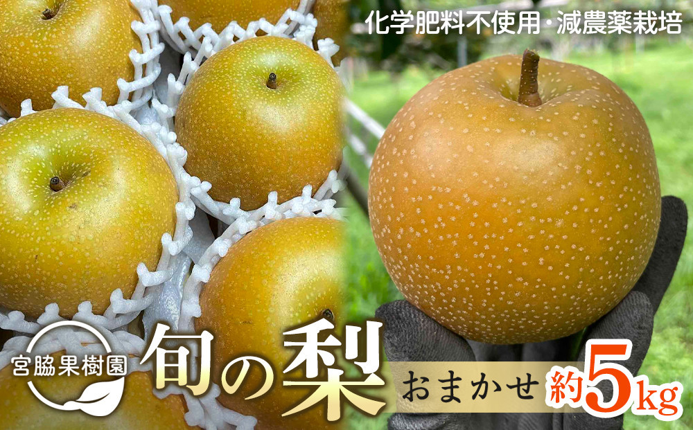 【2027年8月下旬以降より発送】旬の梨おまかせ約5kg・6-14玉（自家製有機肥料・減農薬・化学肥料無使用）