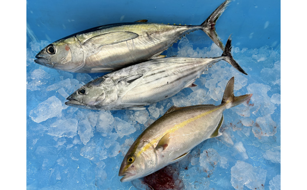 【訳あり】御前崎港直送！鮮魚おまかせセット&nbsp;地魚&nbsp;詰め合わせ