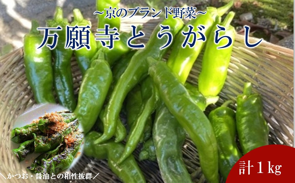【先行予約・2026年7月発送】万願寺とうがらし（京野菜）1kg（目安30～35本）