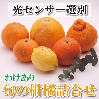 ＜2月より発送＞家庭用旬の柑橘詰合せ6.5kg+195g（傷み補償分）【訳あり・わけあり】【有田の春みかん詰め合わせ・フルーツ詰め合せ・オレンジつめあわせ】【光センサー選別】