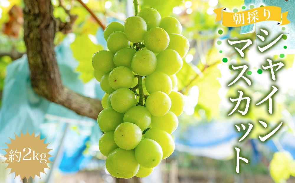 ［先行予約］朝採りシャインマスカット&nbsp;約2kg&nbsp;［2026年8月中旬以降順次発送］