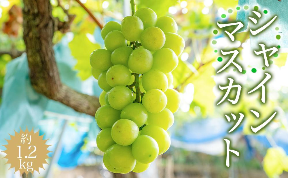 ［先行予約］シャインマスカット&nbsp;約1.2kg&nbsp;［2026年8月中旬以降順次発送］