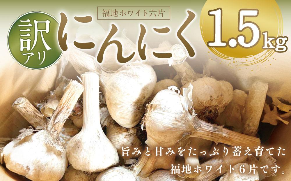 令和6年産にんにく1.5kg【福地ホワイト六片】【訳アリ】数量限定