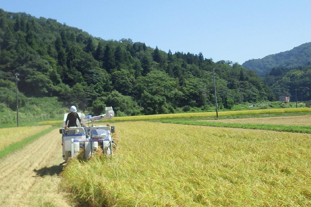 令和5年産／「新潟県産」豊かな自然で育てた上質なコシヒカリ25kg【精米5kg×5袋】