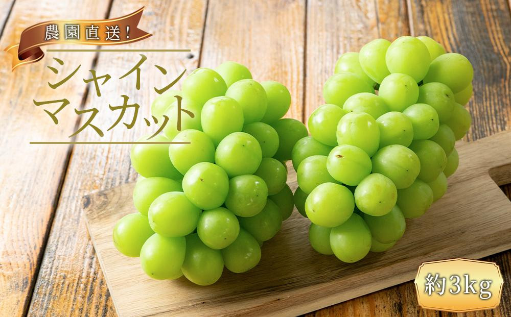 農家直送 朝採り シャインマスカット 約3kg ［2026年・先行予約］