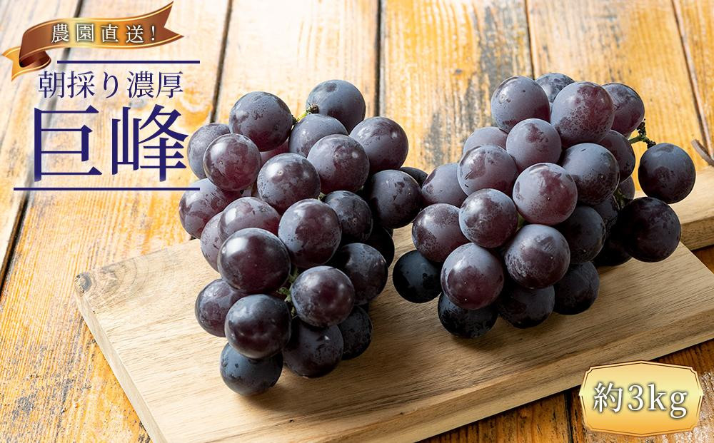 ぶどうの王様 農家直送 朝採り 巨峰 約3kg ［2026年・先行予約］