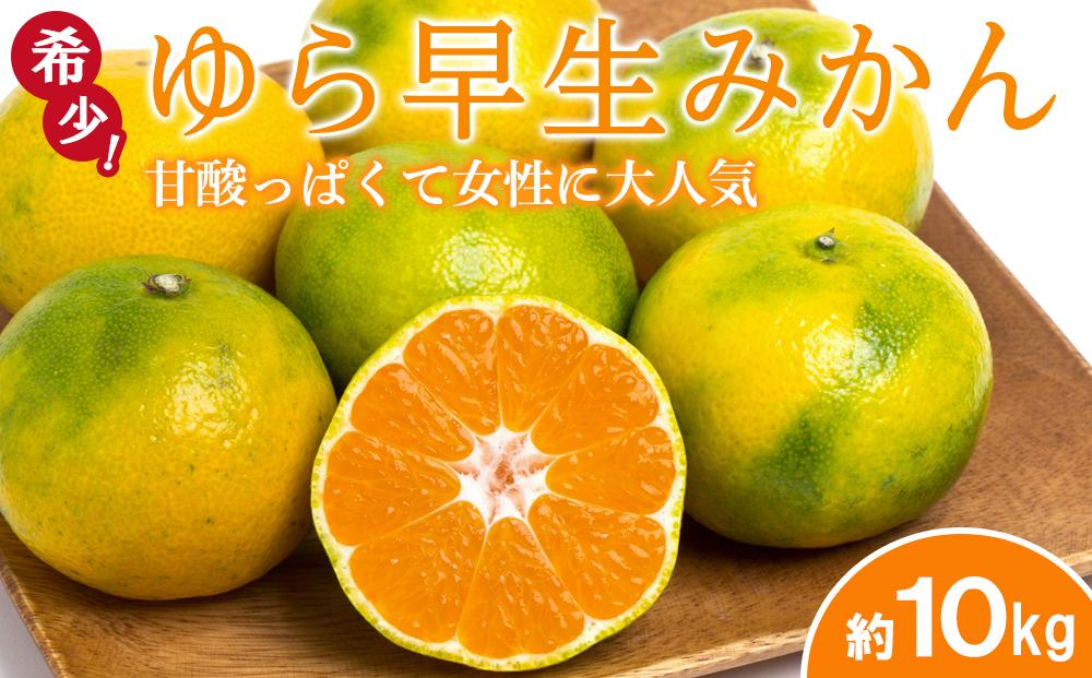 ◆先行予約◆甘酸っぱくて女性に大人気の希少なゆら早生YN-26みかん&nbsp;約10kg／赤秀【2023年9月中旬以降出荷】