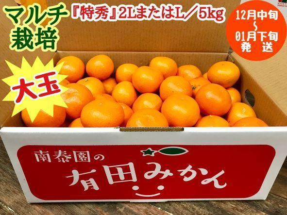 マルチ栽培 有田 みかん 大玉 特秀 2L または L サイズ 5kg 南泰園