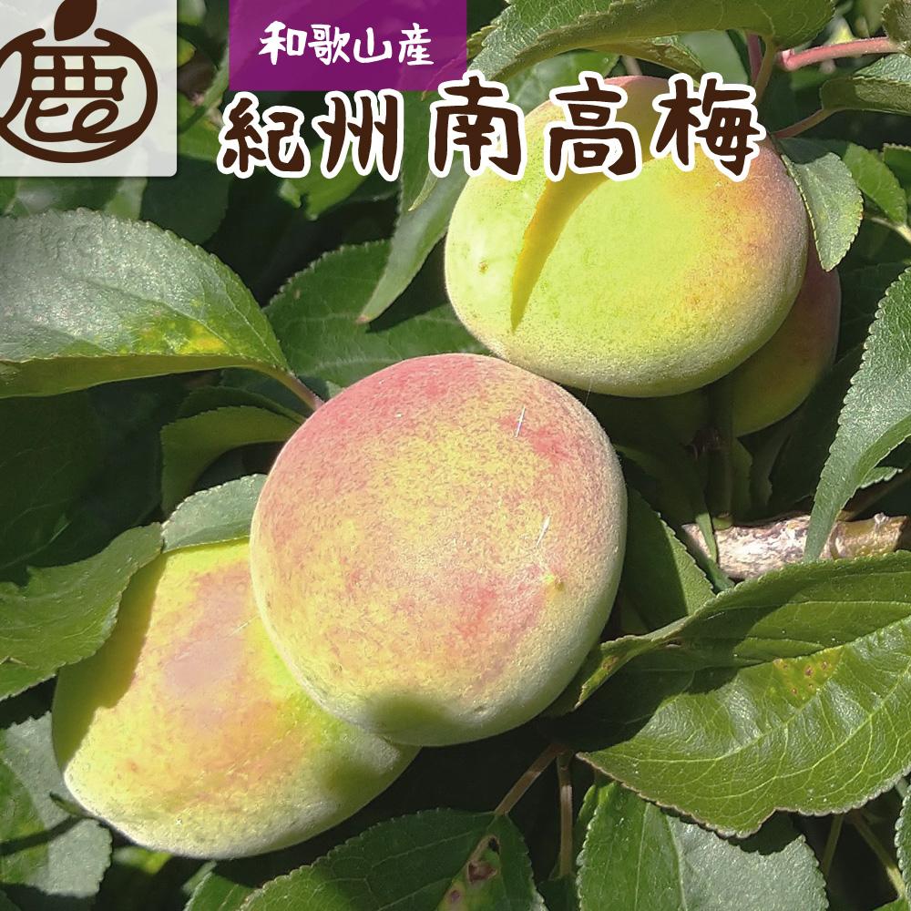 厳選 紀州南高梅 (青梅)1.7kg+60g（傷み補償分）＜6月発送＞