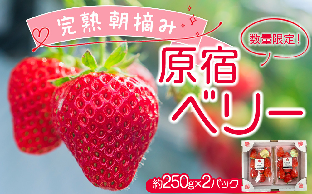 【先行予約受付】≪2026年2月発送≫【数量限定！】「完熟&nbsp;朝摘み」原宿ベリー&nbsp;&nbsp;約250g×2パック&nbsp;|&nbsp;いちご&nbsp;イチゴ&nbsp;栃木【フルーツ&nbsp;果物&nbsp;くだもの&nbsp;食品&nbsp;人気&nbsp;おすすめ&nbsp;】