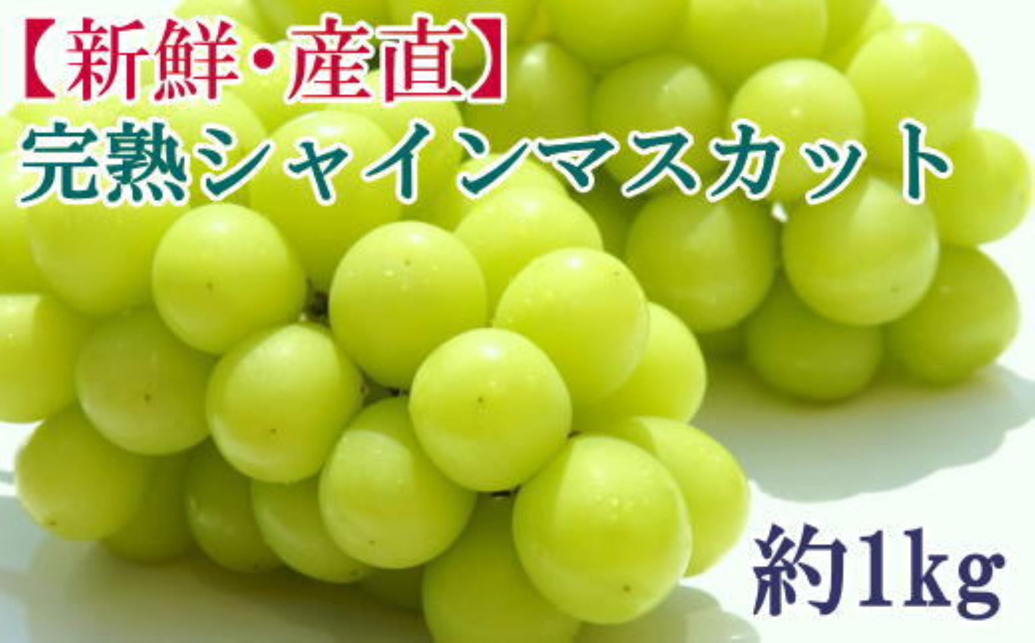 ★2026年度発送分★[新鮮・産直]和歌山県産完熟シャインマスカット約1kg&nbsp;★2026年9月上旬頃より順次発送［TM182］