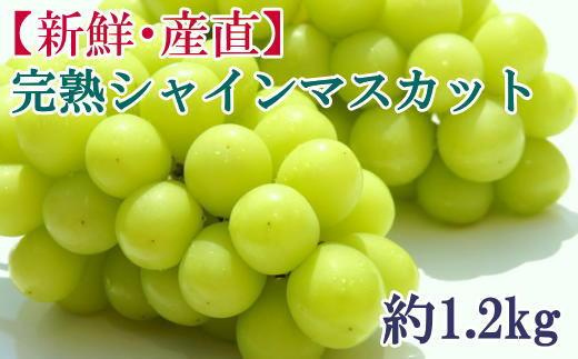 [新鮮・産直]和歌山県産完熟シャインマスカット約1.2kg ★2025年8月下旬頃より順次発送【TM182】