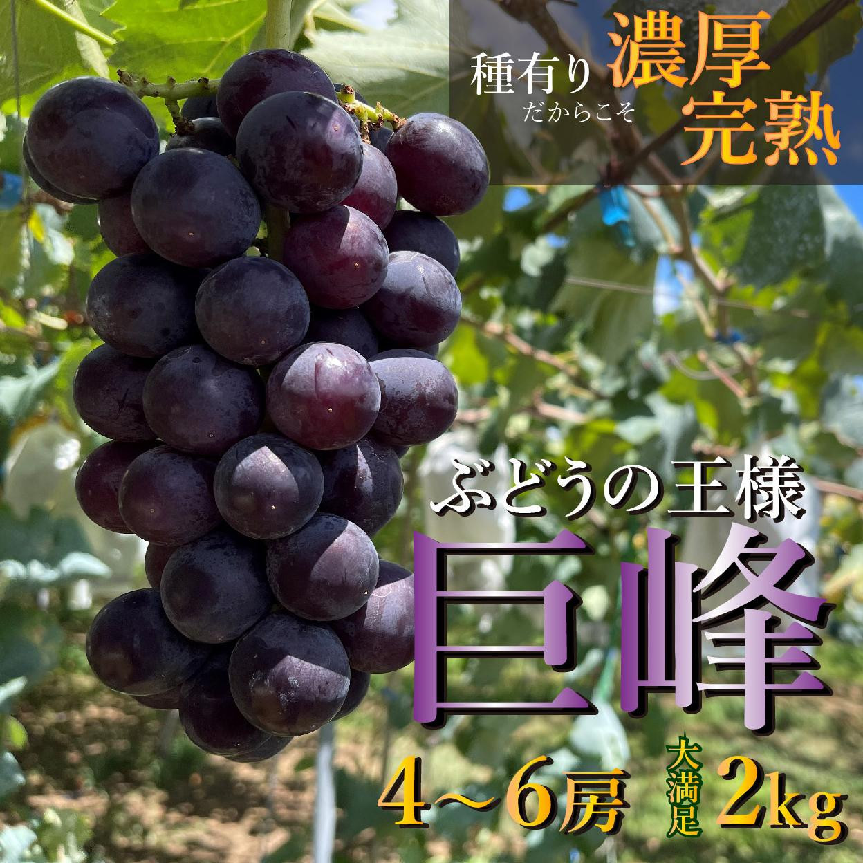 【締切間近　先行予約】&nbsp;巨峰&nbsp;&nbsp;2kg&nbsp;&nbsp;4～6房&nbsp;&nbsp;2025年8月下旬発送開始&nbsp;&nbsp;朝採れ&nbsp;新鮮&nbsp;減農薬&nbsp;和歌山県&nbsp;巨峰村&nbsp;農園直送