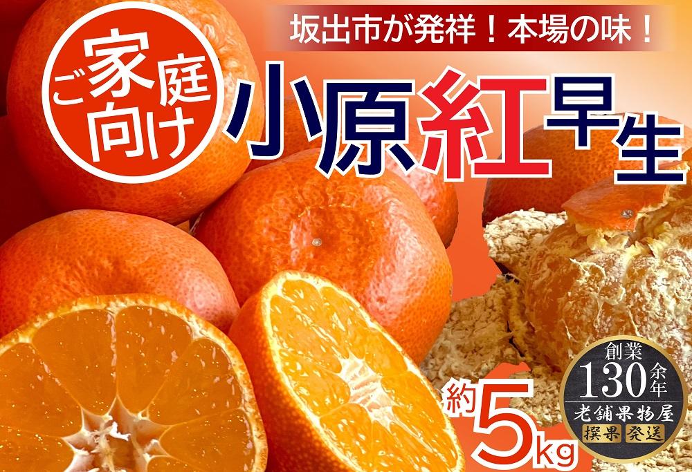 ご家庭向け！小原紅早生みかん　約５ｋｇ【坂出発祥の真っ紅なお蜜柑】