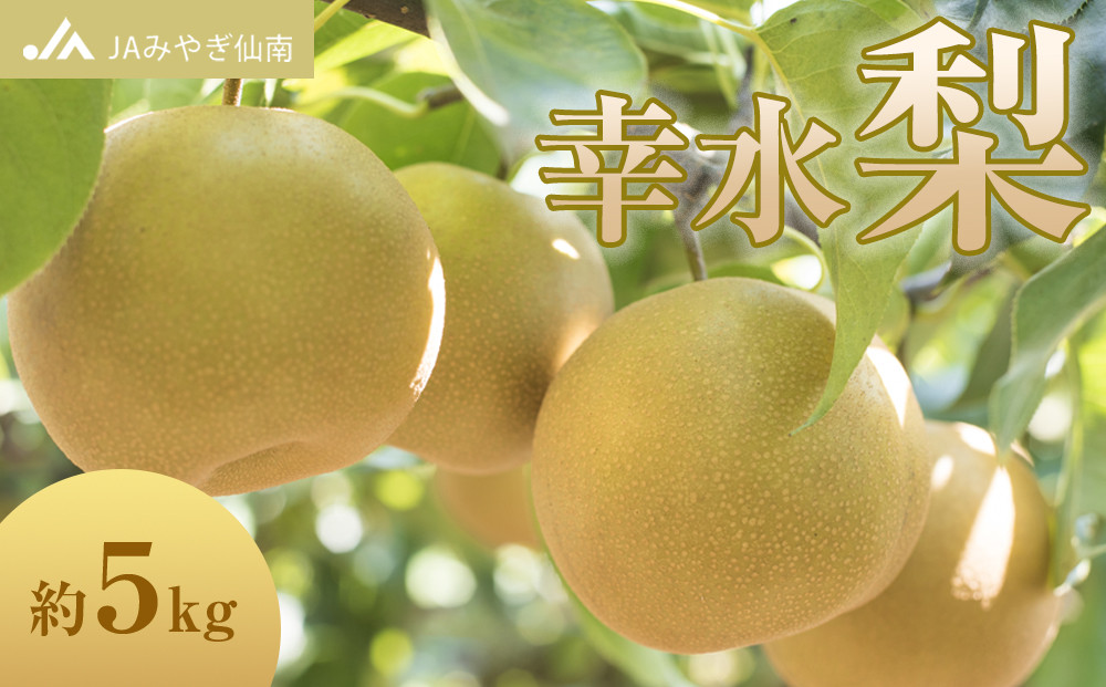 梨&nbsp;幸水&nbsp;約5kg（約12～16玉）JAみやぎ仙南&nbsp;なし&nbsp;ナシ&nbsp;和梨&nbsp;こうすい&nbsp;フルーツ&nbsp;果物&nbsp;くだもの&nbsp;人気&nbsp;おすすめ&nbsp;送料無料&nbsp;数量限定&nbsp;季節限定&nbsp;旬&nbsp;旬の味覚&nbsp;旬のフルーツ&nbsp;旬の果物&nbsp;甘さ&nbsp;酸味&nbsp;シャリ感&nbsp;ジューシー&nbsp;美味しい&nbsp;甘い&nbsp;お取り寄せ&nbsp;国産