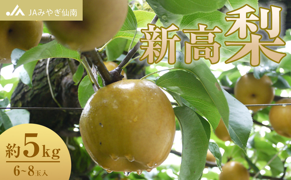 【JAみやぎ仙南】梨「新高」約5kg&nbsp;(6～8玉入)