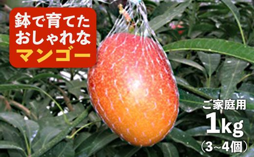【先行予約】鉢で栽培したおしゃれな完熟マンゴー（ご家庭用）1kg