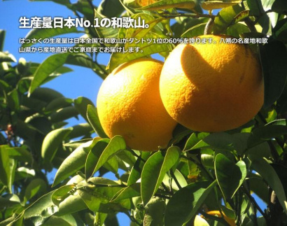 訳あり八朔 約10kg（箱込み） 和歌山県産 | JTBのふるさと納税サイト