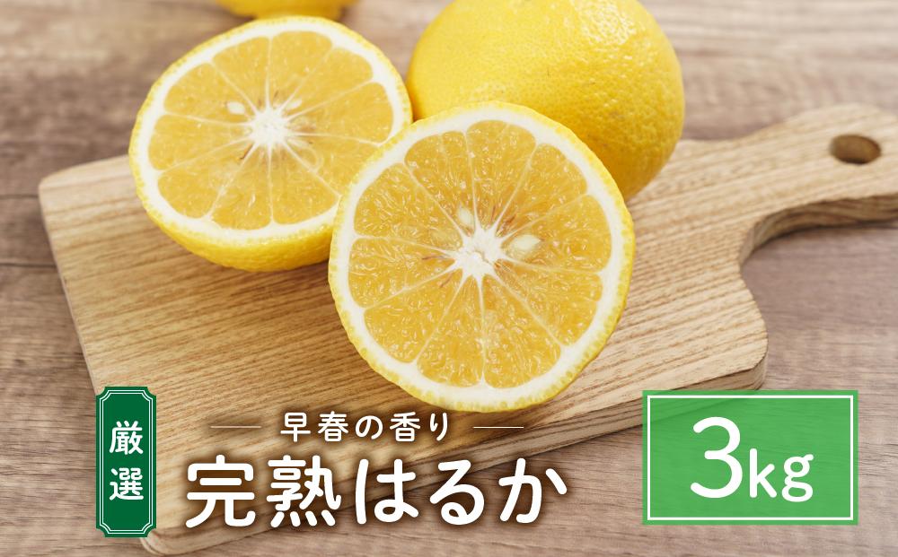 厳選！早春の香り！完熟はるか 家庭用（約3kg）2025年2月中旬～3月上旬 発送予定 フルーツ お取り寄せ 産地直送 もりの農園 ドルチェみかん