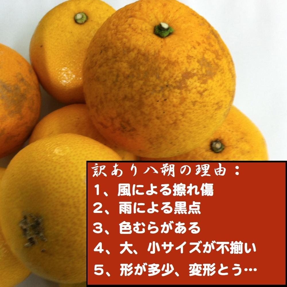 訳あり】はっさく 和歌山産 八朔 10kg 【ご自宅用・サイズ不揃い・キズ