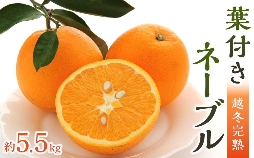 ネーブル 約5.5kg ( 15個 ～ 21個 ) 越冬完熟 葉付き｜オレンジ