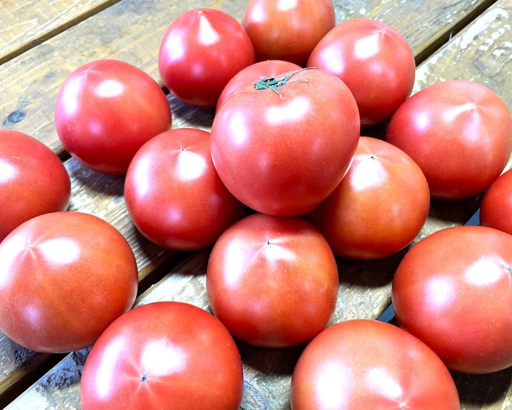 2026年2月～5月収穫・発送】渡邉農園の「五峰美トマト」1箱 約2kg 栃木