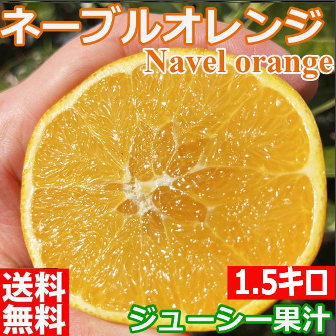 ネーブルオレンジ 国産オレンジ 1500g