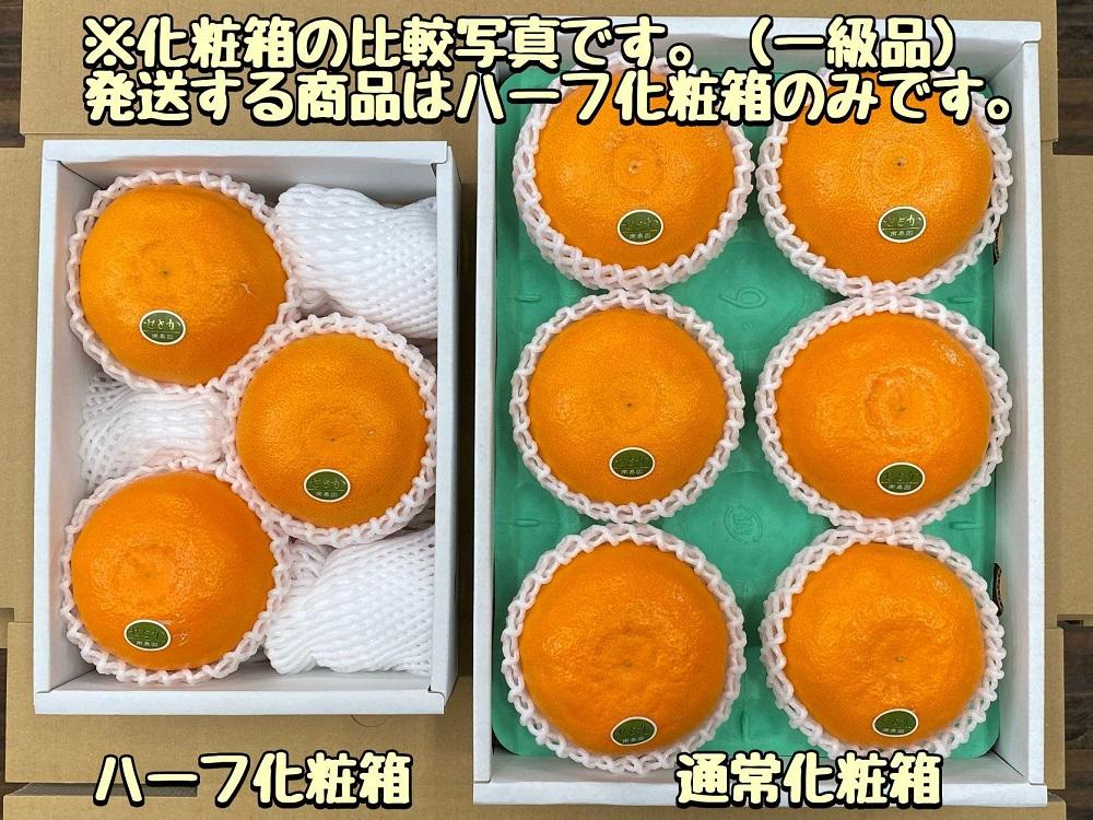 ハーフ 化粧箱 柑橘の大トロ ハウス せとか 厳選 大玉 3玉入 南泰園