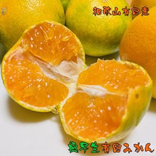 【先行予約】有田育ちのご家庭用極早生有田みかん4kg【2024年10月発送】【訳あり】