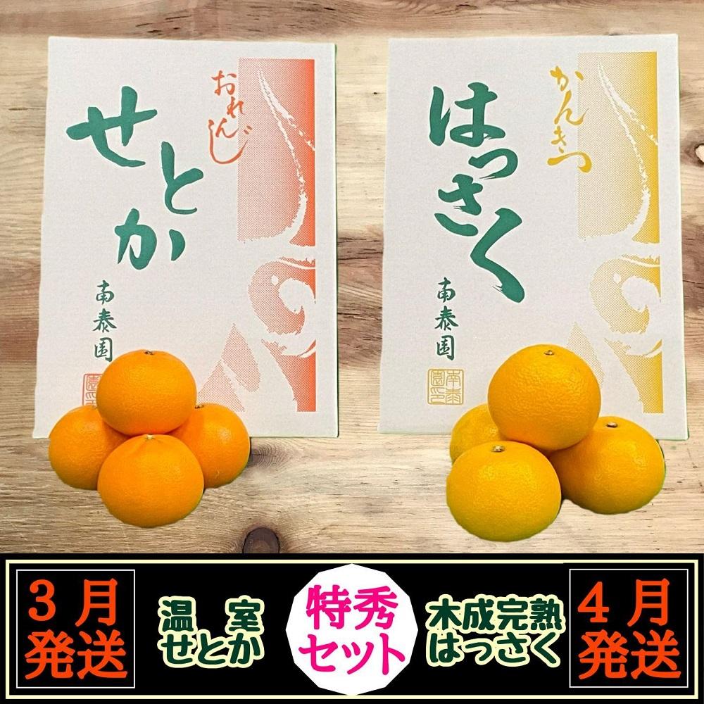 定期便&nbsp;春に楽しむ&nbsp;ハウス&nbsp;せとか&nbsp;＆&nbsp;木成&nbsp;完熟&nbsp;有田&nbsp;はっさく&nbsp;特秀&nbsp;セット&nbsp;全2回&nbsp;南泰園