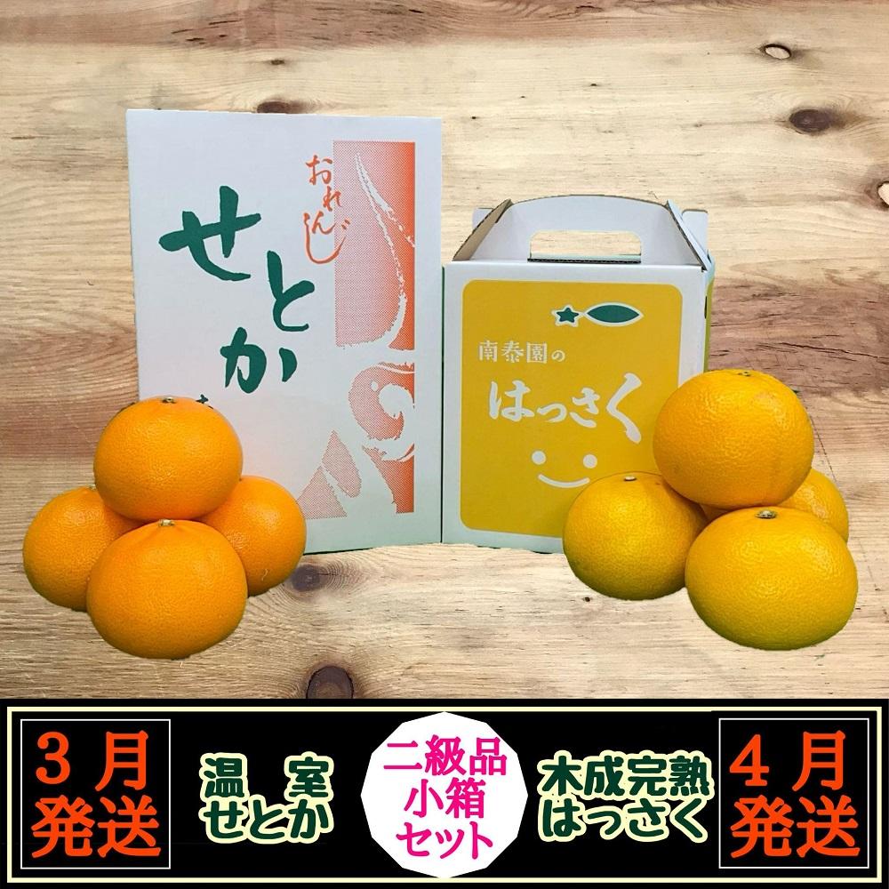 定期便&nbsp;春に楽しむ&nbsp;ハウス&nbsp;せとか&nbsp;＆&nbsp;木成&nbsp;完熟&nbsp;有田&nbsp;はっさく&nbsp;傷あり&nbsp;二級品&nbsp;小箱セット&nbsp;全2回&nbsp;南泰園