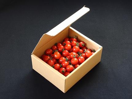 こくを感じる旨味と、パリッとした歯ごたえが織りなす絶妙な食感のミニトマト。　こくパリ1kg（1箱）【野菜 やさい 食品 人気 おすすめ 】