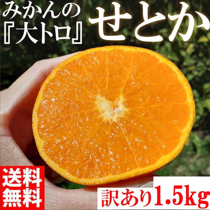 みかん の大トロ せとか 1500g 訳あり ブランド 和歌山 有田みかん 農家直送 オレンジ フルーツ 果物