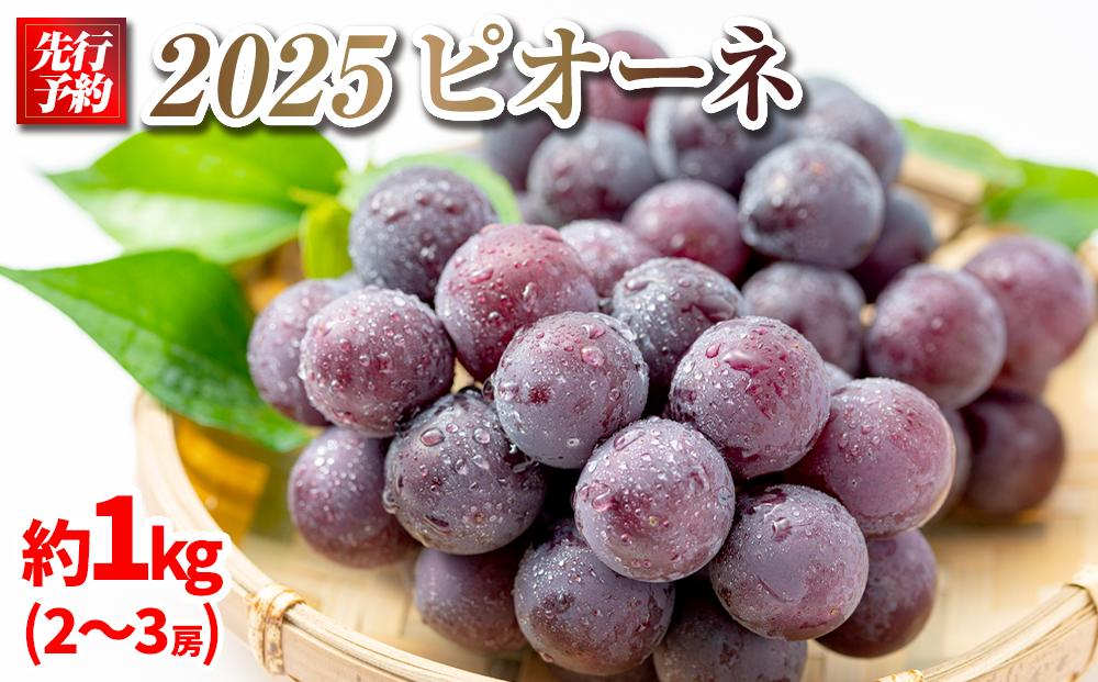 【先行予約】2025　ピオーネ　２房～３房　約1キロ　【９月下旬頃～順次発送予定】　長野県産　国際特許有機肥料栽培　