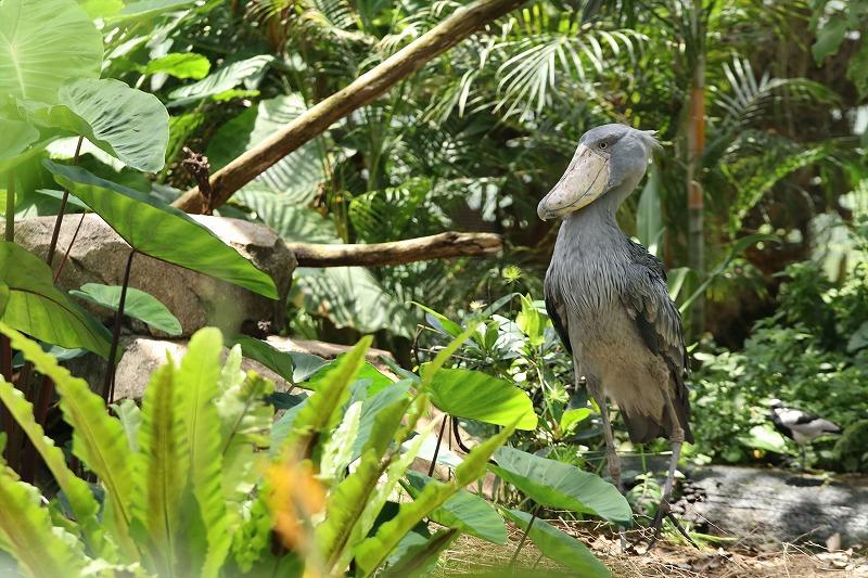 神戸どうぶつ王国 入園券(３名様分)