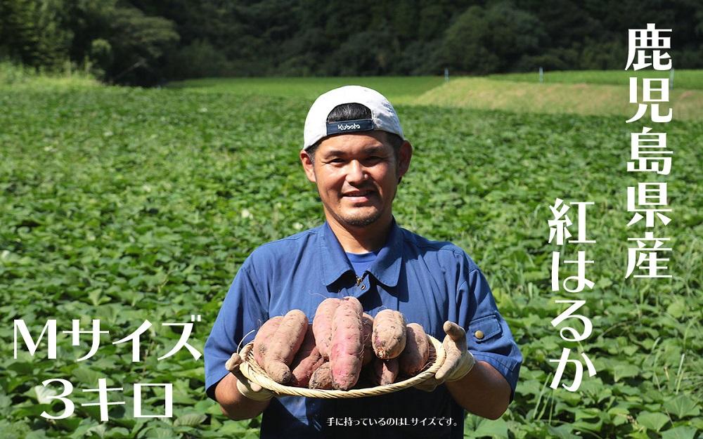 さつまいも 紅はるか 堀りたて 3kg ( 1箱 ) Mサイズ  新物 鹿児島県産 2024年12月末までに出荷