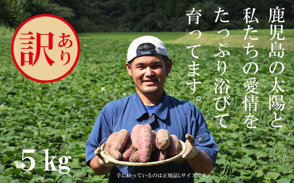 訳あり さつまいも 紅はるか 堀りたて5kg ( 1箱 ) 新物 鹿児島県産 2024年12月末までに出荷