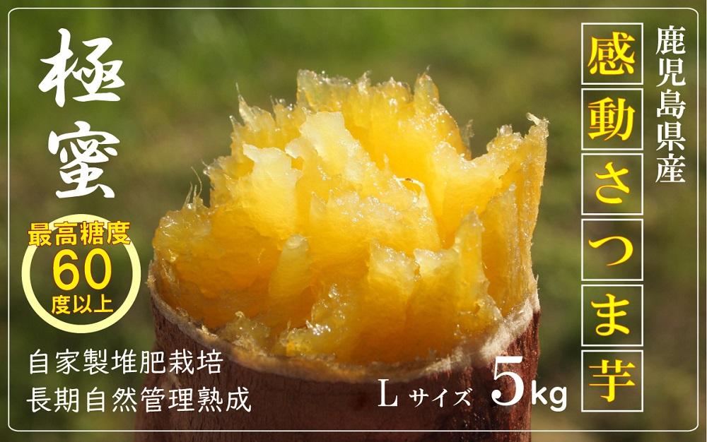 【鹿児島県産】熟成 紅はるか 5kg (1箱 ) Lサイズ さつまいも