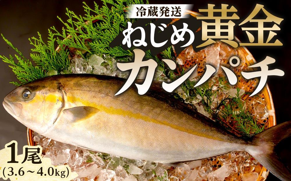 【ねじめ黄金カンパチ】1尾 約3.8kg (3.6～4.0kg) 着日指定可