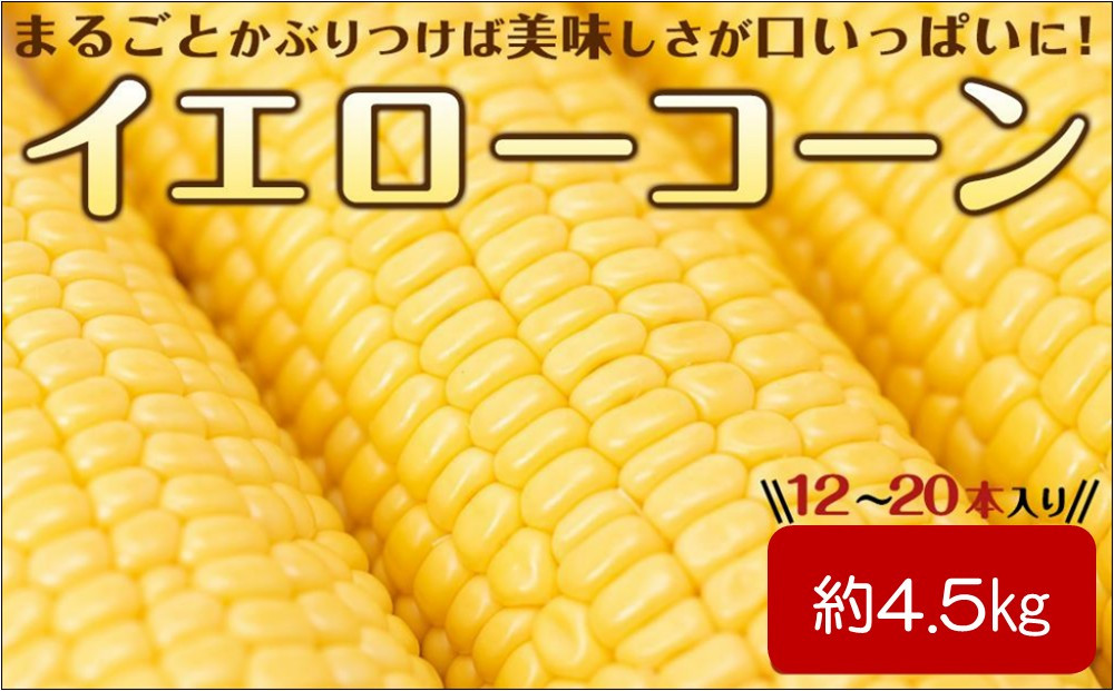 ＜2026年6月中旬以降発送・先行予約＞とうもろこし&nbsp;イエローコーン&nbsp;約4.5kg&nbsp;(&nbsp;12&nbsp;～&nbsp;20本&nbsp;)