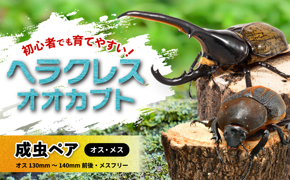 【先行予約】ヘラクレスオオカブト&nbsp;ペア（オス130mm～140mm前後・メスフリー）※配送不可地域あり【&nbsp;カブトムシ&nbsp;かぶとむし&nbsp;昆虫&nbsp;成虫&nbsp;生体&nbsp;飼育カブトムシ&nbsp;かぶとむし観察&nbsp;和歌山県&nbsp;白浜町&nbsp;CW001&nbsp;】